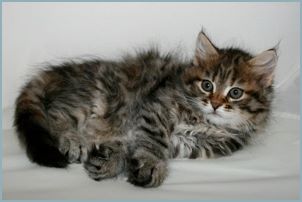 Female Siberian Kitten from Deedlebug Siberians